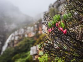 World’s trail athletes gather in the Mother City for RMB Ultra-trail Cape Town